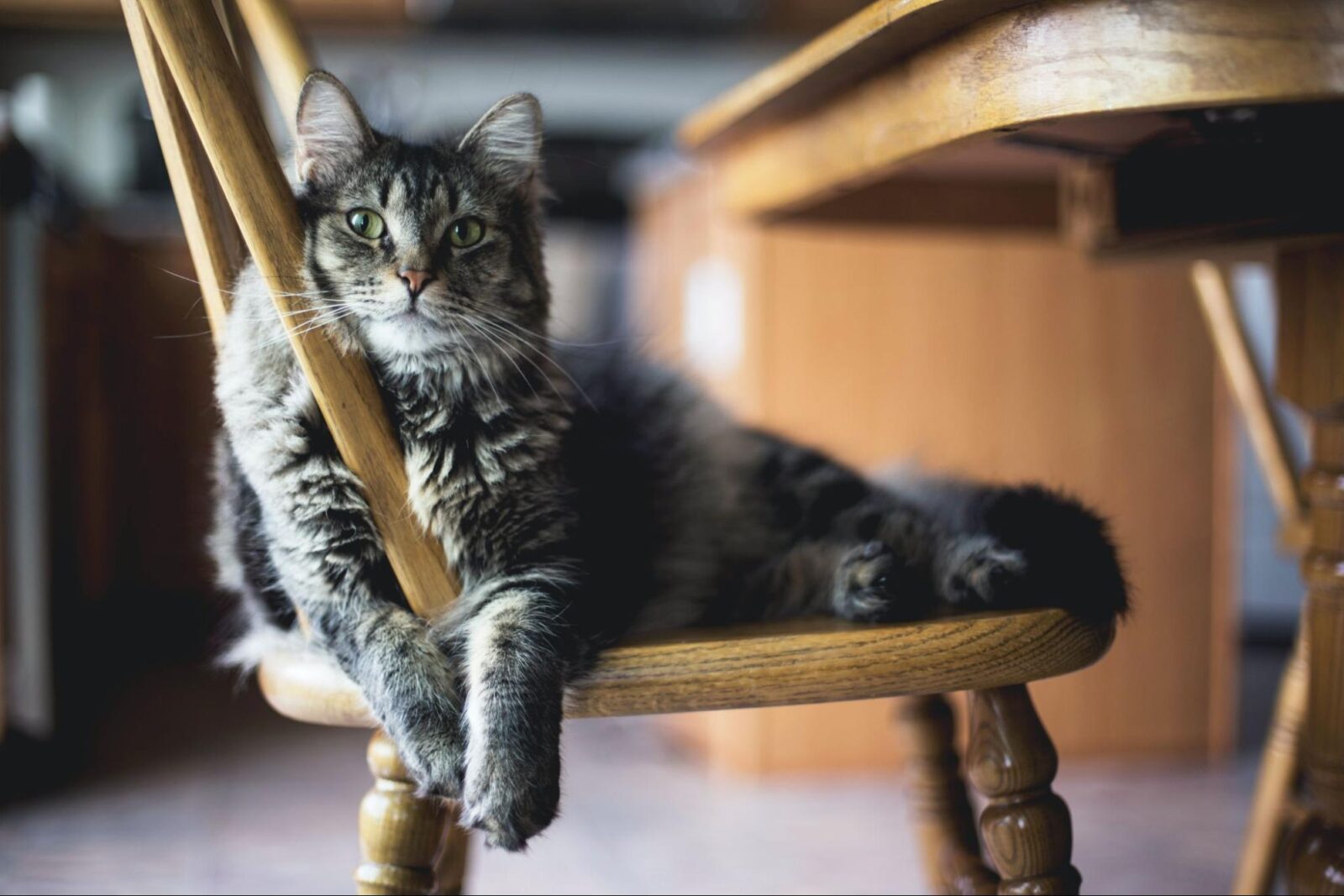 How to Keep Cat Off Furniture: A Comprehensive Guide for Cat Owners ...