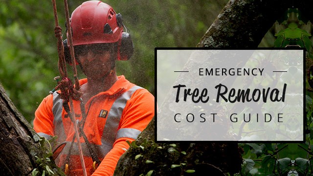 What Is Emergency Tree Service? Definition And Examples