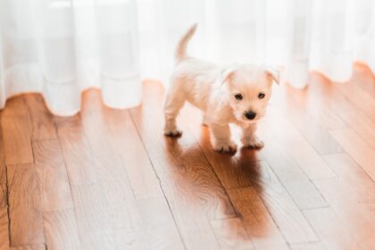 Engineered Hardwood