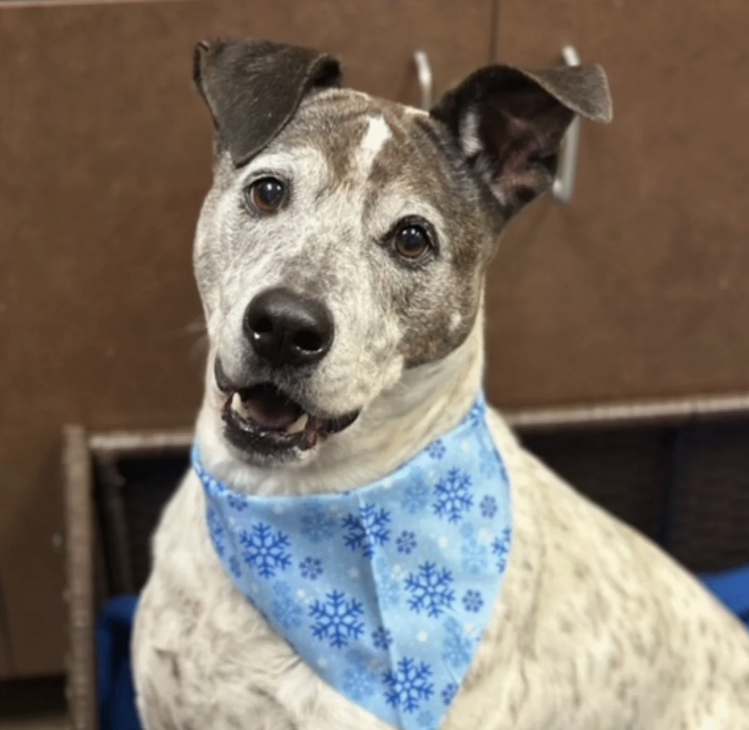 Elon Musk Welcomes New Family Member: Adopts Rescue Dog Beatrice from Happy Hearts Dog Rescue