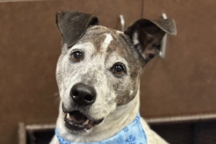 Elon Musk Welcomes New Family Member: Adopts Rescue Dog Beatrice from Happy Hearts Dog Rescue