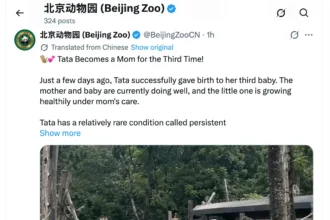 Beijing Zoo Macaque “Tata” Welcomes Third Infant as Keepers Highlight Rare Mammary Condition During Breast Cancer Awareness Month