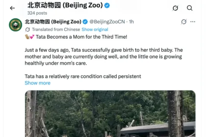 Beijing Zoo Macaque “Tata” Welcomes Third Infant as Keepers Highlight Rare Mammary Condition During Breast Cancer Awareness Month