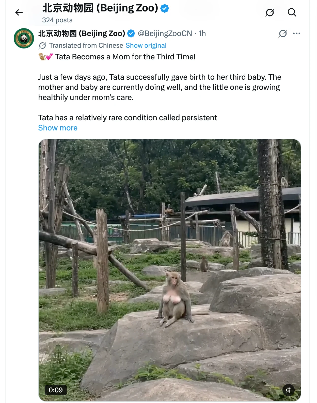 Beijing Zoo Macaque “Tata” Welcomes Third Infant as Keepers Highlight Rare Mammary Condition During Breast Cancer Awareness Month
